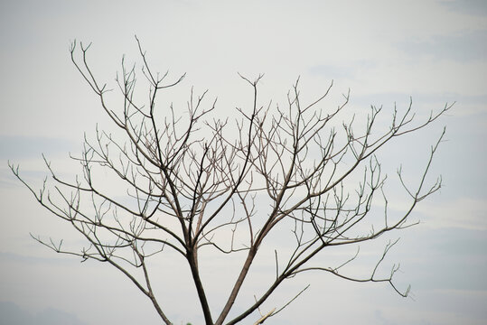天空枯树枝