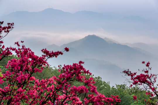 磐安高姥山杜鹃花云海风光