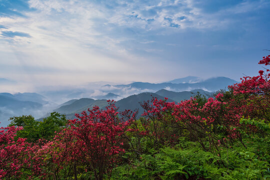 红杜杜鹃花映山红