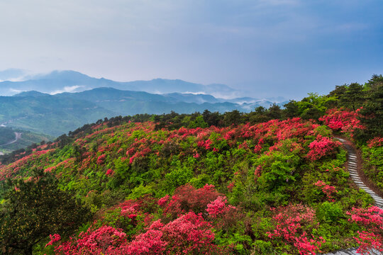 磐安春天满山遍野杜鹃花风光