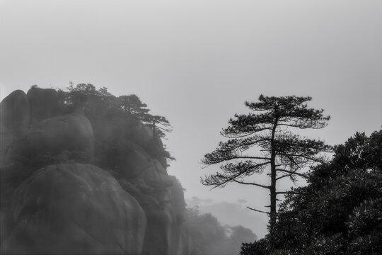 三清山松树三清松