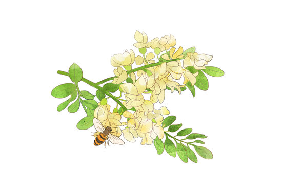 水彩洋槐花蜜蜂插画