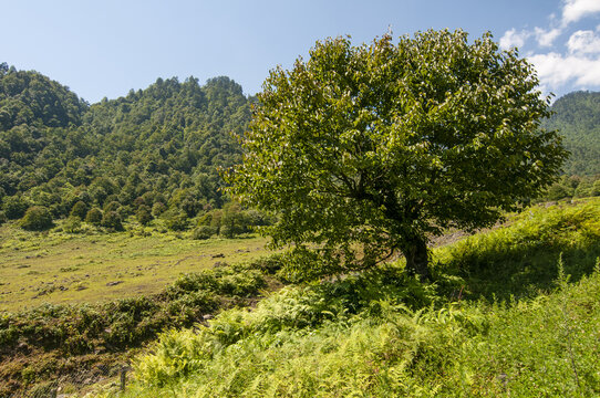 黑竹沟马日冷就风光