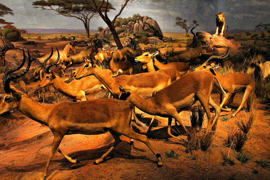 非洲动物迁徙羚羊麋鹿