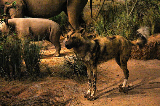 非洲野生动物标本鬣狗
