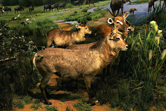 非洲动物迁徙羚羊