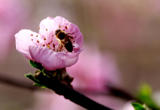 花间蜜蜂