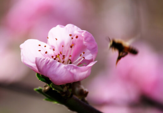 花间蜜蜂