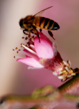 花间蜜蜂