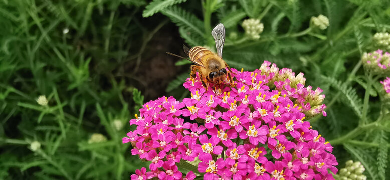 蜜蜂和花