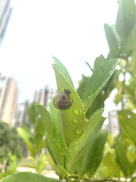 雨后的蜗牛