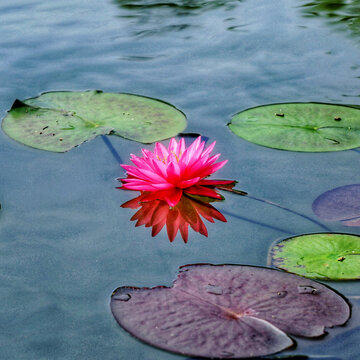 水莲花