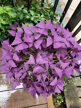 紫叶酢浆草盆景