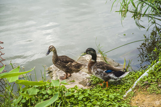 两只鸭子