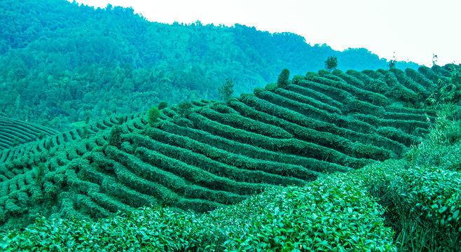 茶叶茶园茶山绿色生态