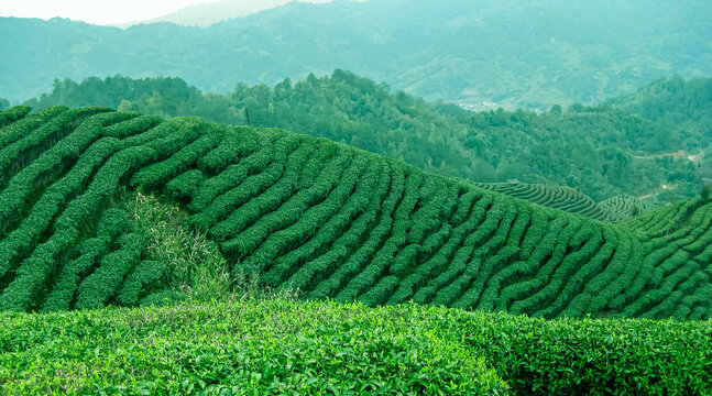 茶叶茶园茶山绿色生态