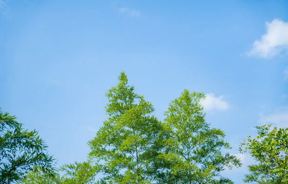 夏天竹林竹子蓝天白云风光