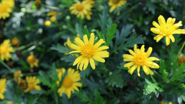 小菊花