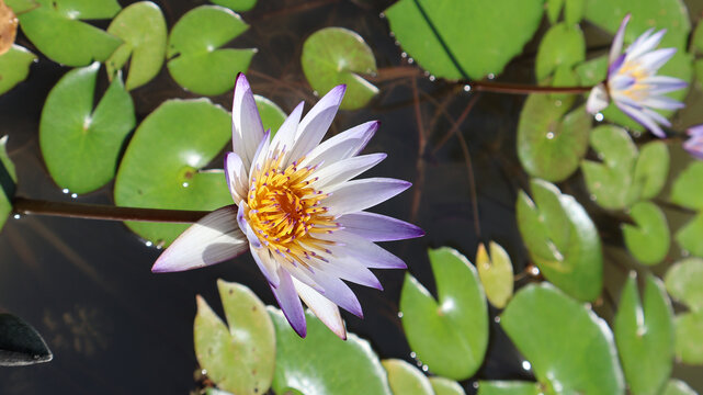 睡莲荷花