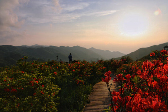 大围山杜鹃