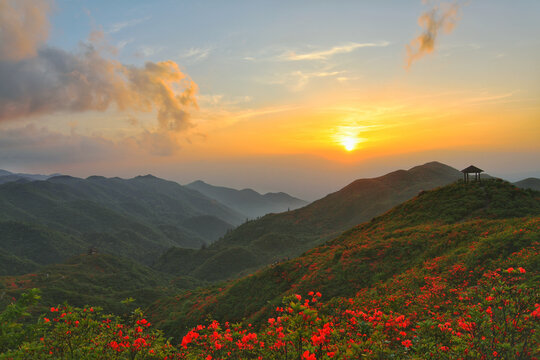 大围山杜鹃