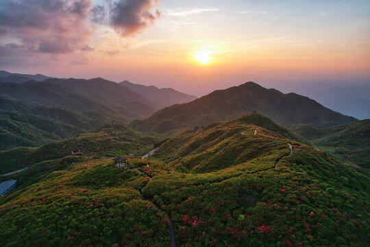 大围山杜鹃