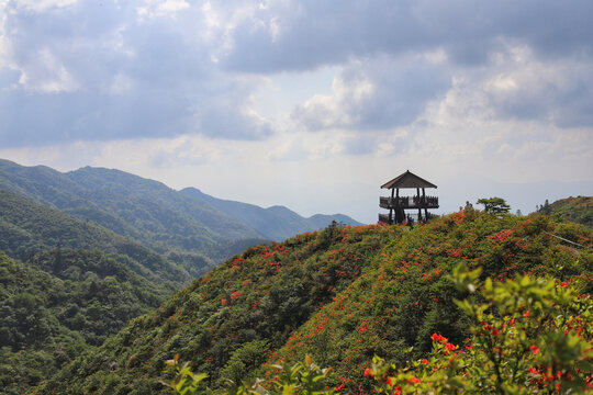 大围山杜鹃