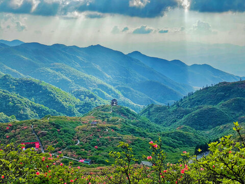 大围山杜鹃