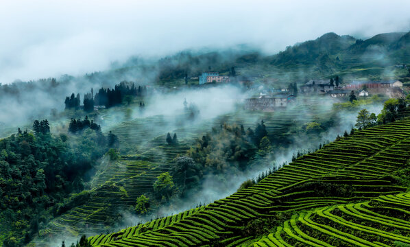 烟雨茶山