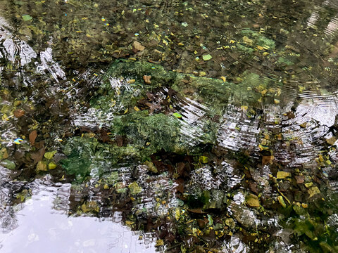 雨天的池塘树林倒影和水波纹