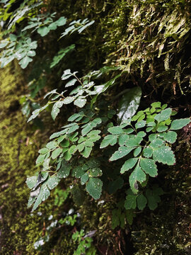 雨天的森林植物蕨类和苔藓