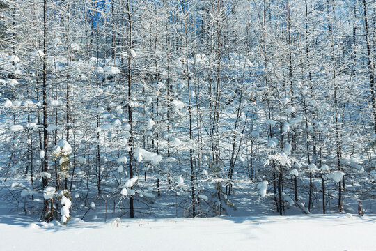 雪地雪景树林小树