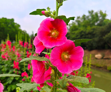 粉色芍药花