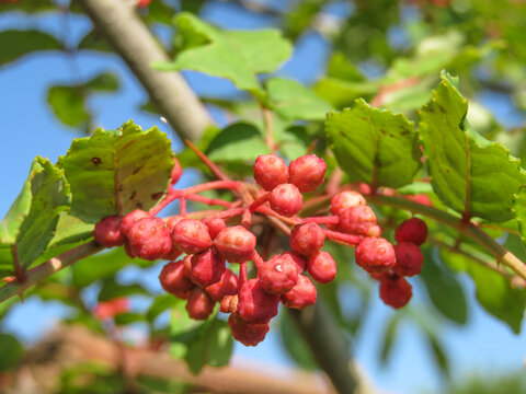 花椒