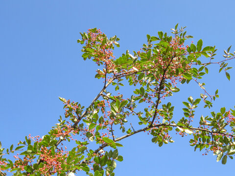 花椒