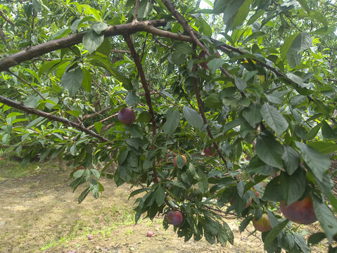 果园种植槜李