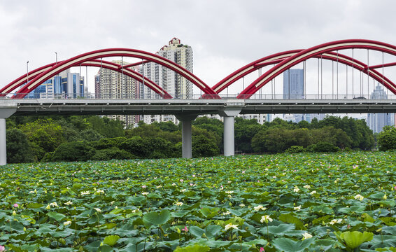 深圳洪湖公园风景