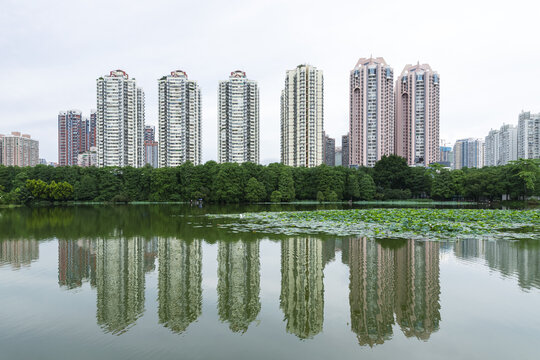 深圳洪湖公园荷花风景