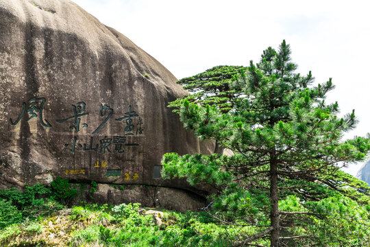 黄山迎客松