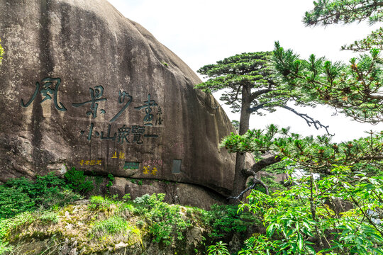 黄山迎客松