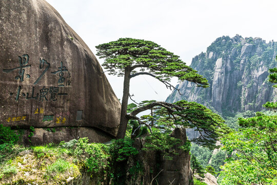 黄山迎客松