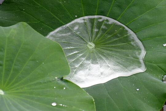 荷叶上的雨水如水银一般