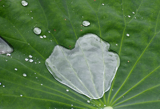 荷叶上的雨水如水银一般