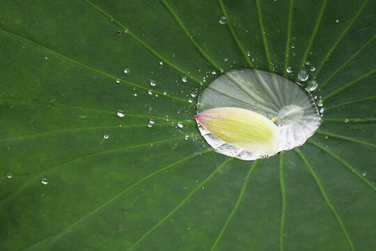 荷叶上的雨水如水银一般