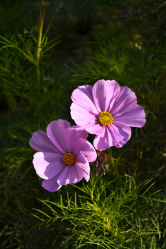 格桑花