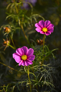 格桑花