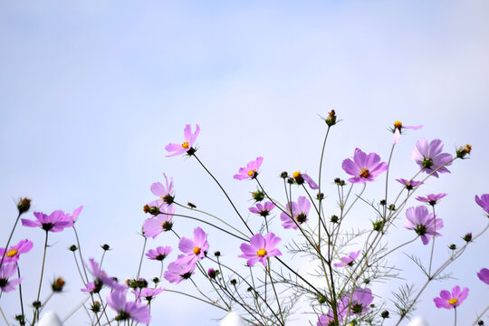 格桑花