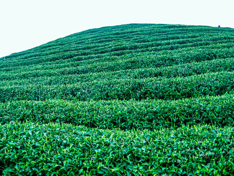 茶叶茶树茶山茶场绿色生态