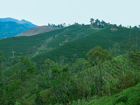 茶叶茶树茶山茶场绿色生态