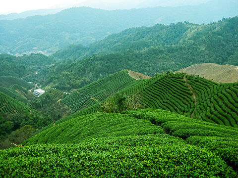 茶叶茶树茶山茶场绿色生态